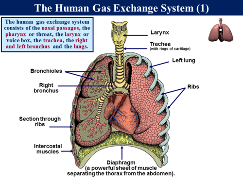 3.3.2 Gas Exchange Systems 4 - Lungs 