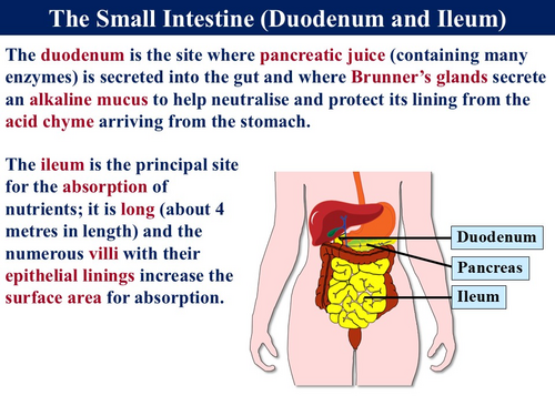 BioA_3.3.3 Digestion 3a - Absorption of Digestive Products | Teaching ...
