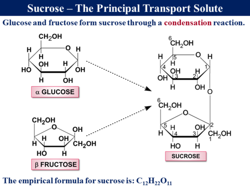 BioA_3.3.4.2 Translocation - 1 (Vascular Tissue, Sucrose, Sources and ...