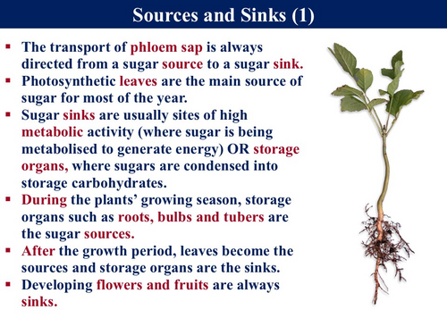 BioA_3.3.4.2 Translocation - 1 (Vascular Tissue, Sucrose, Sources and ...