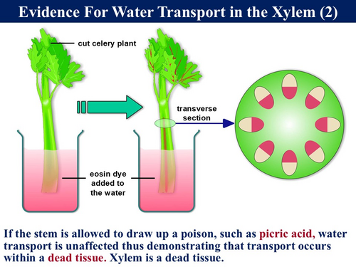 BioA_3.3.4.2 Water Transport in Plants - 1 (Mechanisms of Water ...