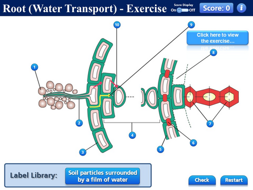 BioA_3.3.4.2 Water Transport in Plants - 1 (Mechanisms of Water ...
