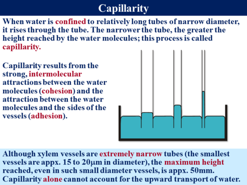 3.3.4.2 Water Transport in Plants - 1 (Mechanisms of Water Transport ...