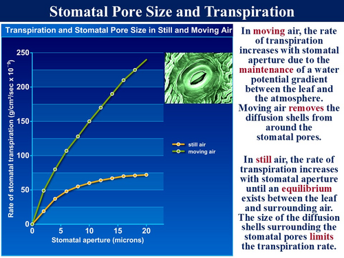BioA_3.3.4.2 Water Transport in Plants - 2 (Transpiration & The ...