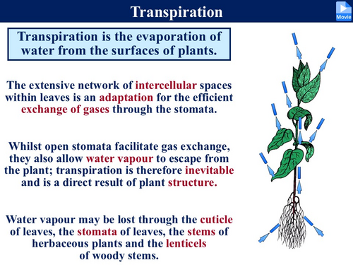 BioA_3.3.4.2 Water Transport in Plants - 2 (Transpiration & The ...