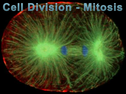 Mitosis