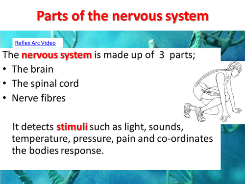 The Nervous System: The neurone, reflex arc and an introduction to the effects of drugs on synapses.