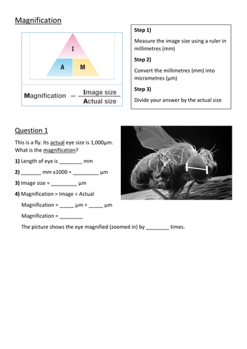 Magnification Questions by MeeraPatel2 - Teaching Resources - TES