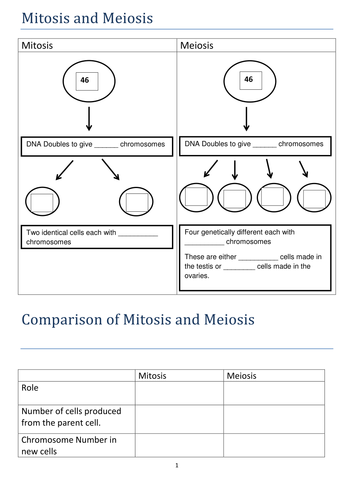 A Comparison of Mitosis and Meiosis