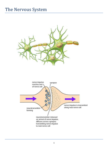 The Nervous System: Activity booklet for A Level Biology and related courses