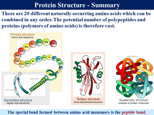 BioA_3.1.1 Monomers & Polymers Teaching Resources