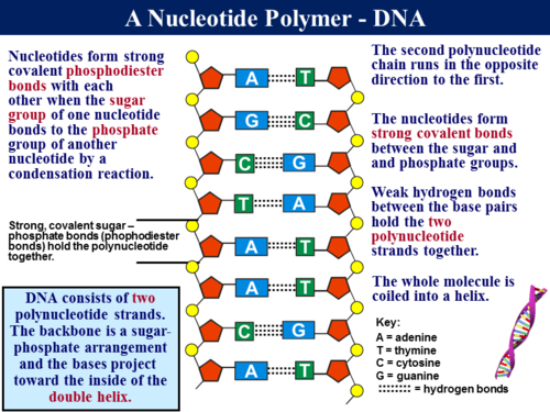 3.1.1 Monomers & Polymers | Teaching Resources