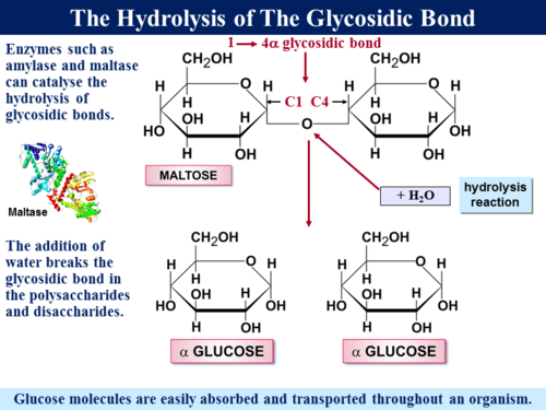 3.1.1 Monomers & Polymers | Teaching Resources