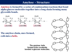 3.1.1 Monomers & Polymers | Teaching Resources