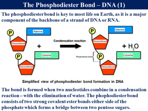 3.1.1 Monomers & Polymers | Teaching Resources