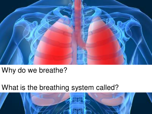 The respiratory system, PowerPoint with activities.
