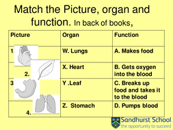 year 7. Cells , tissues and organs | Teaching Resources