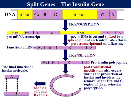 BioA_3.4.2 DNA & Protein Synthesis - Transcription & Translation ...