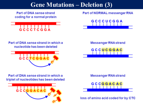 BioA_3.4.3 Gene Mutations | Teaching Resources