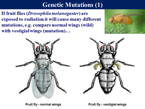 BioA_3.4.3 Gene Mutations | Teaching Resources