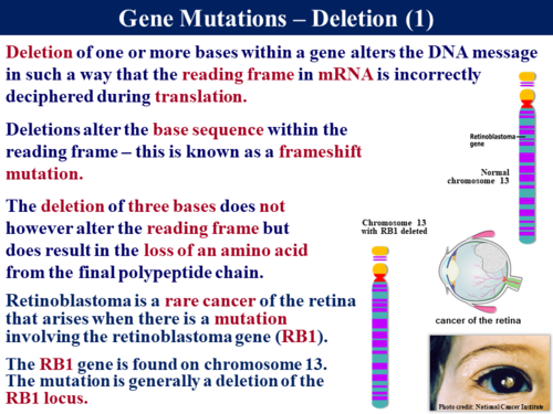 BioA_3.4.3 Gene Mutations | Teaching Resources