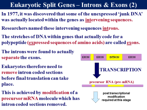 BioA_3.4.1 Genetic Code, Introns & Exons | Teaching Resources