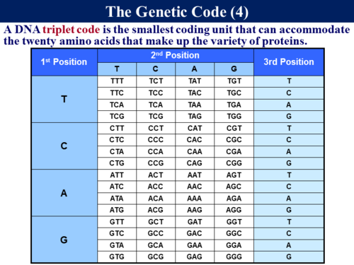 BioA_3.4.1 Genetic Code, Introns & Exons | Teaching Resources
