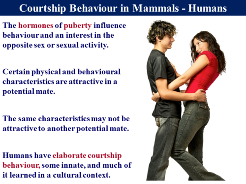 3-4-5-courtship-behaviour-teaching-resources