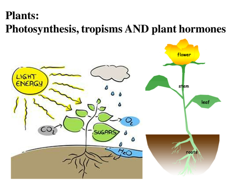 Plants, photosynthesis, tropisms and plant hormones: KS3 and GCSE, Presentation and activities