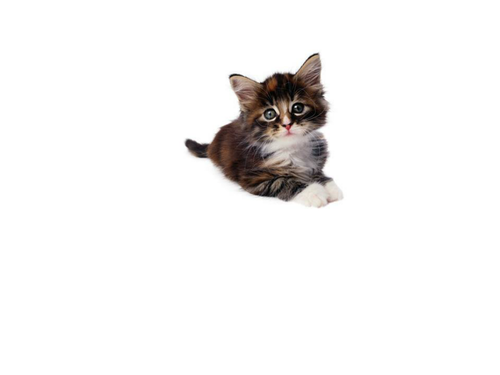 pets-and-dictionary-skills-teaching-resources