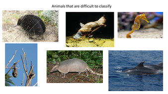 Animals that are difficult to classify | Teaching Resources