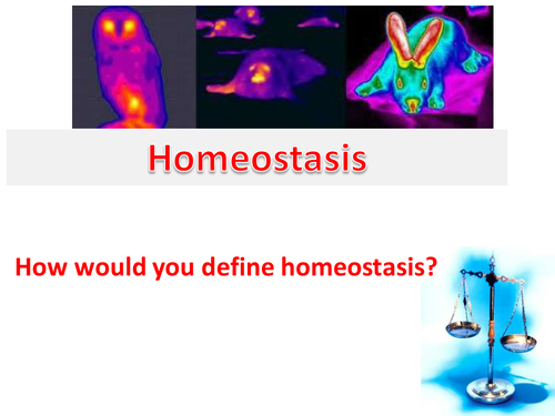 Homeostasis: Presentation with activities for GCSE Biology and A Level Biology.