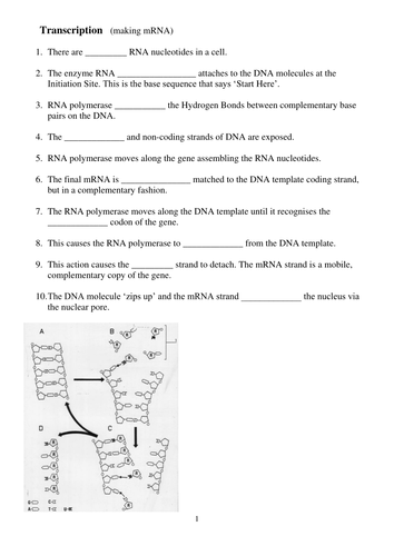 Transcription and Translation activity and monohybrid cross problems - GCSE and A Level Biology