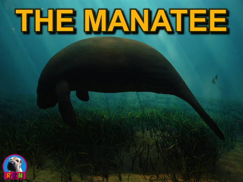 Manatees - Powerpoint & Activities | Teaching Resources