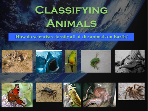 Classifying Animals Powerpoint | Teaching Resources