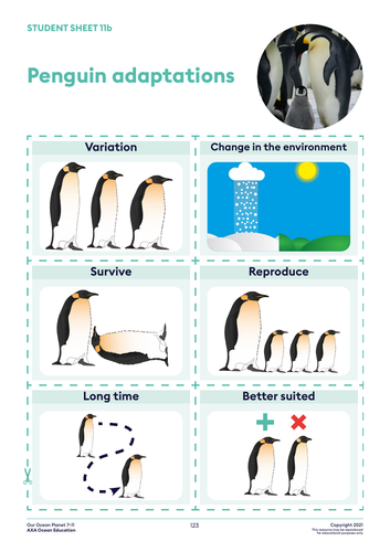 Evolution and penguins KS2 Science | Teaching Resources