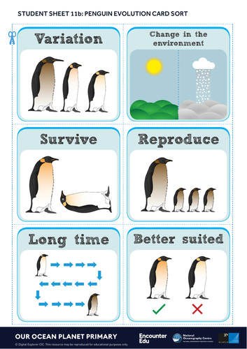 Evolution and penguins KS2 Science | Teaching Resources