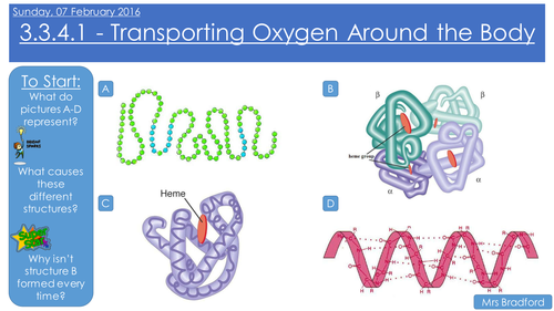 Haemoglobin and Transporting Oxygen