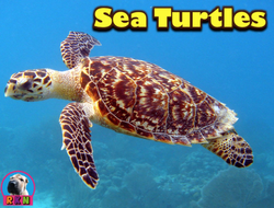 Sea Turtles - Powerpoint & Activities | Teaching Resources