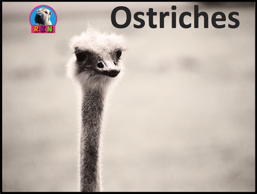 Ostriches - PowerPoint & Activities | Teaching Resources