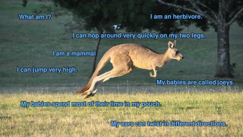 Kangaroos - PowerPoint & Activities | Teaching Resources