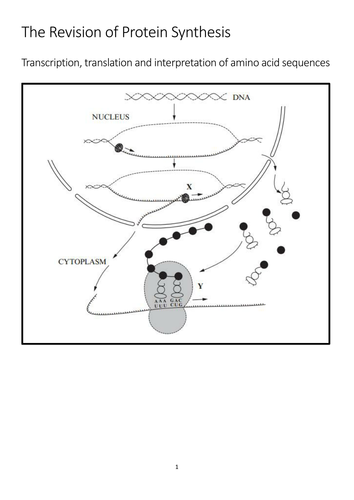 The Revision of Protein Synthesis: Transcription and Translation, amino acid sequences and mutations