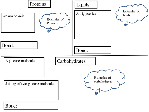 Biological Molecules and Enzymes - BUNDLE OF 3 RESOURCES