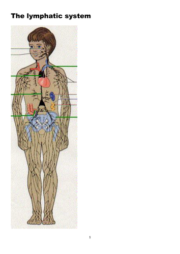 The Lymphatic system; suitable for GCSE, A Level, BTEC and similar courses. 
