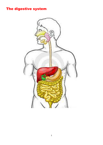 The Digestive system - Suitable for GCSE, A Level, BTEC and related courses