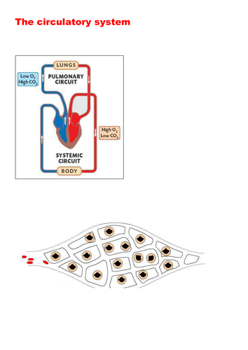 The Circulatory System - Suitable for GCSE, A Level, BTEC and similar courses