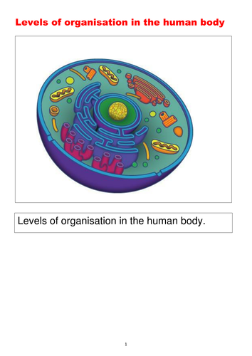 Cells - Booklet suitable for GCSE, A Level, BTEC and similar courses