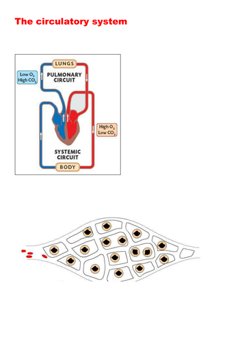 The Heart,  Circulatory System and Blood Cells; PPT and Booklet. 2 RESOURCES