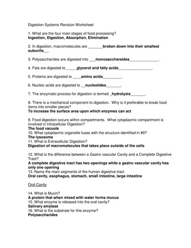 33 Digestive System Worksheet Answers - Worksheet Resource Plans