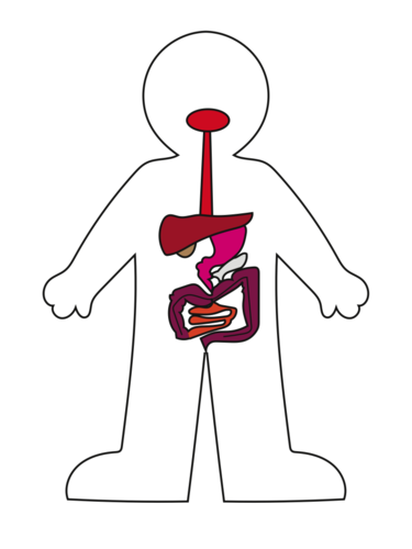 organ system clipart